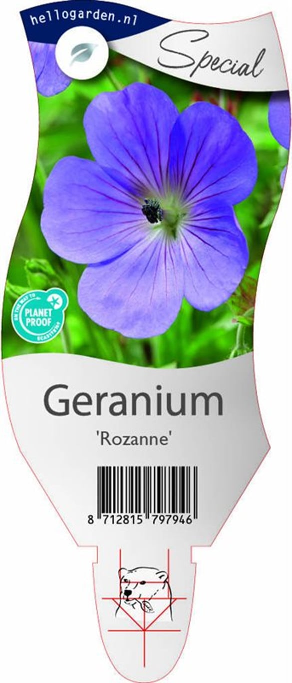 Geranium 'Rozanne' - P11